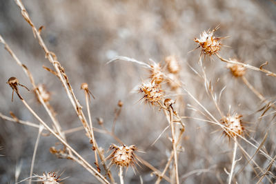 A desktop wallpaper background image of a winter nature scene of thorny seedlings landscape