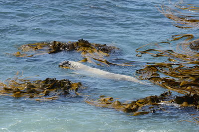 High angle view of bird swimming in sea