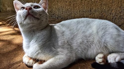 Close-up of a cat looking away