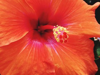 Close-up of red flower