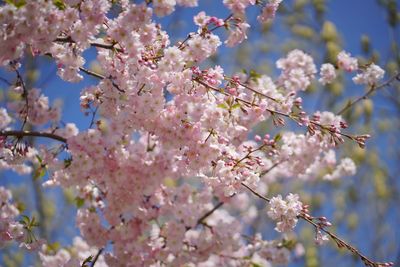 Low angle view of pink flowers blooming on tree