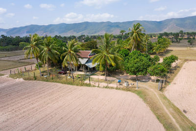 Scenic view of palm trees on field against sky