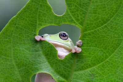 High angle view of insect on leaf