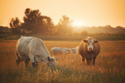 Cows on grassy field during sunset