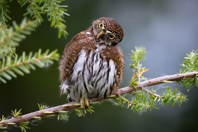 Low angle view of owl perching on tree