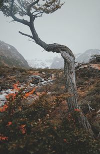 View of tree by mountain against clear sky