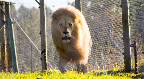 Close-up of sheep in zoo