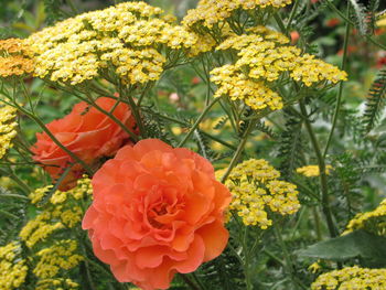 Close-up of orange rose flower