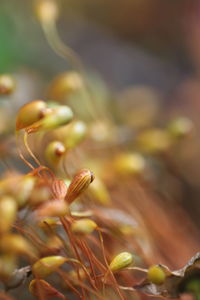 Close-up of plant growing outdoors