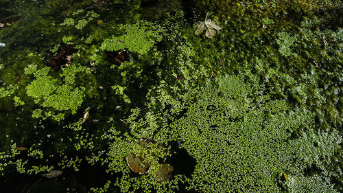 High angle view of trees growing on field