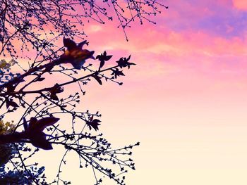 Low angle view of silhouette plants against sky during sunset