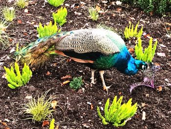 High angle view of bird perching on field