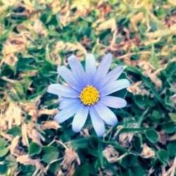 Close-up of daisy flower