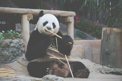 Two dogs sitting in zoo