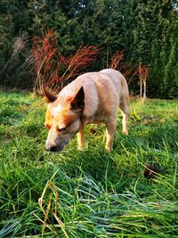 Dog standing in field