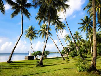 Palm trees on beach against cloudy sky