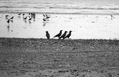 Silhouette birds at beach