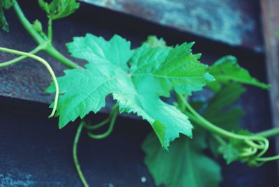 Close-up of green leaves