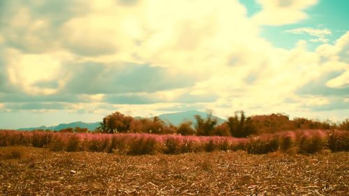 Scenic view of field against sky