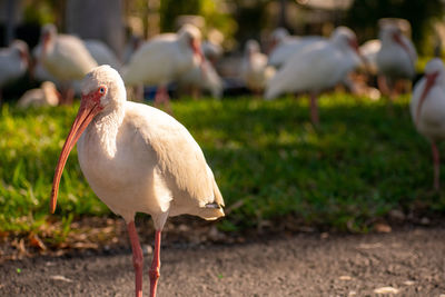 A male american white ibis