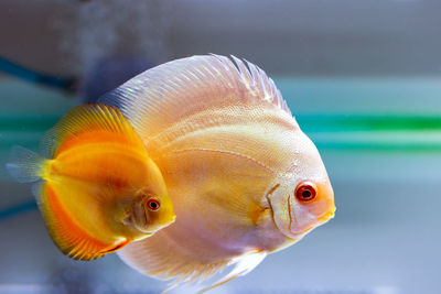 Close-up of fish swimming in aquarium