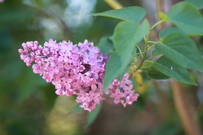 Close-up of pink flowering plant