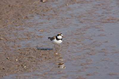 Bird in water