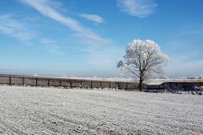Bare tree on snow covered landscape against sky