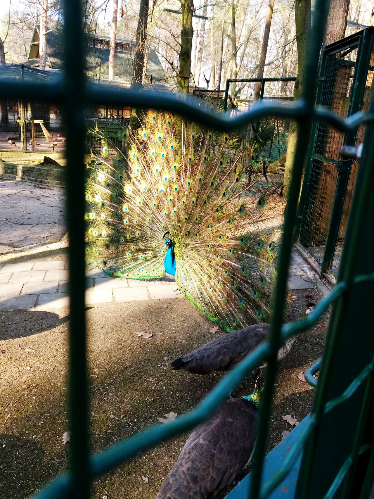 Peacock tail