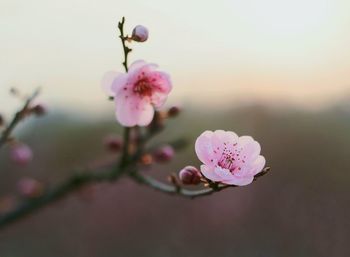 Close-up of pink flowers on branch