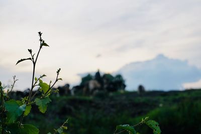 Close-up of plants against sky during sunset