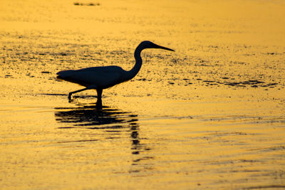 Side view of a bird on beach