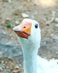 Close-up of bird on field