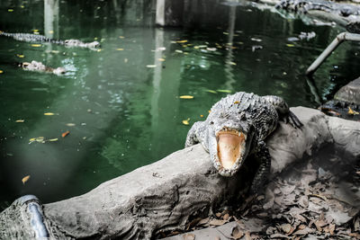 Crocodile by water in zoo