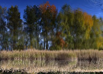 Trees growing on grassy field against blue sky