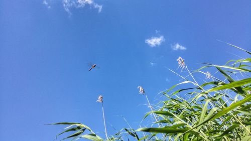 Low angle view of birds flying against blue sky