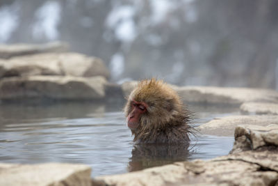 Close-up of monkey in hot spring