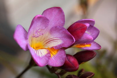 Close-up of pink flower blooming