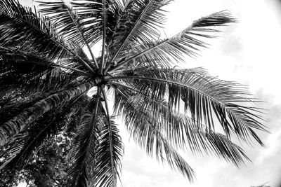 Low angle view of palm trees against sky