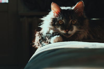 Close-up portrait of a cat