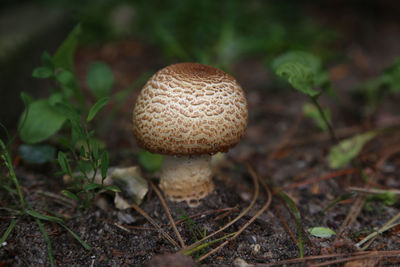 Close-up of mushroom