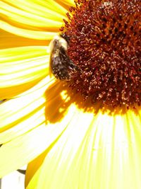 Close-up of sunflower