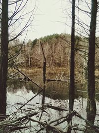 Reflection of bare trees in lake