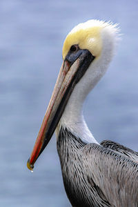 Pelican profile