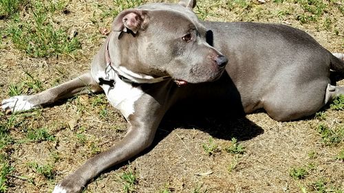 Close-up of dog on grass