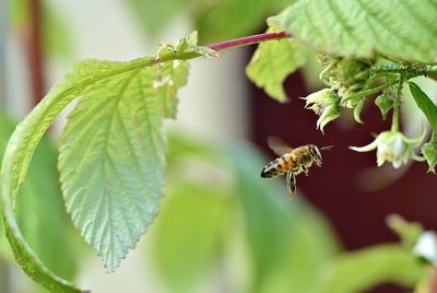Close-up of bee flying