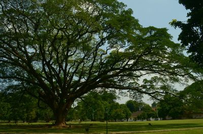 Trees on grassy field