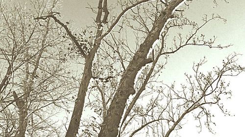 Low angle view of bare trees