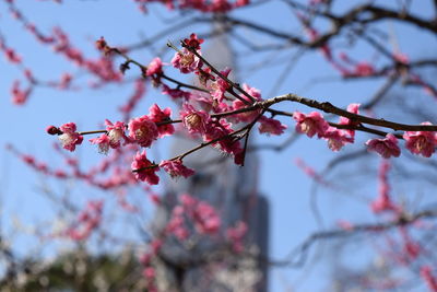 Close-up of cherry blossom on tree