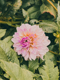 Close-up of pink flowering plant